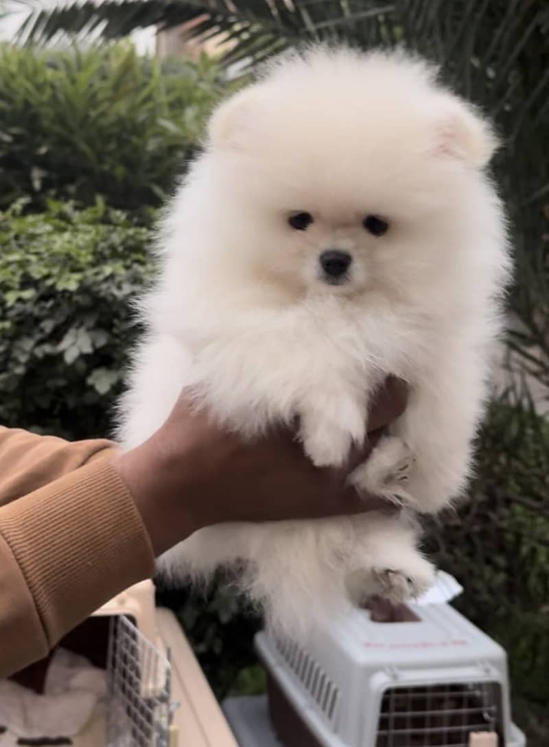 IMPORTED POMERANIANS - HIGH QUALITY PUPPIES AVAILABLE

                                                            alt=