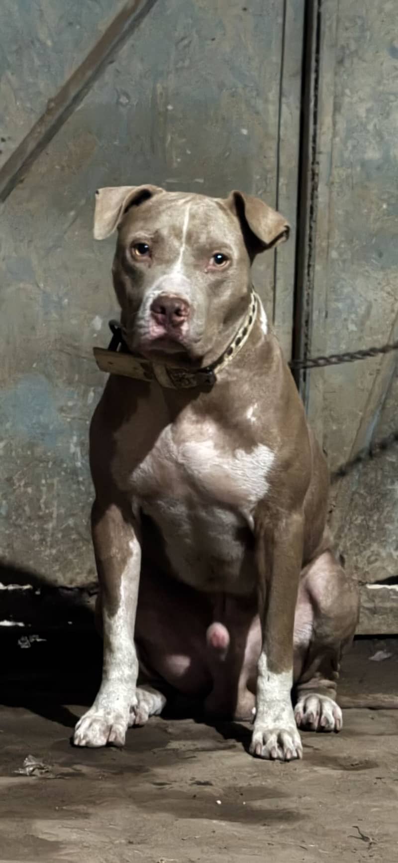 American pitbull | pedigree American pitbull for sale

                                                            alt=