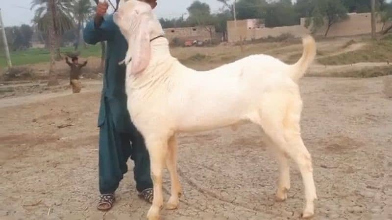 Rajanpuri Bakra For Sale 03106417029

                                                            alt=