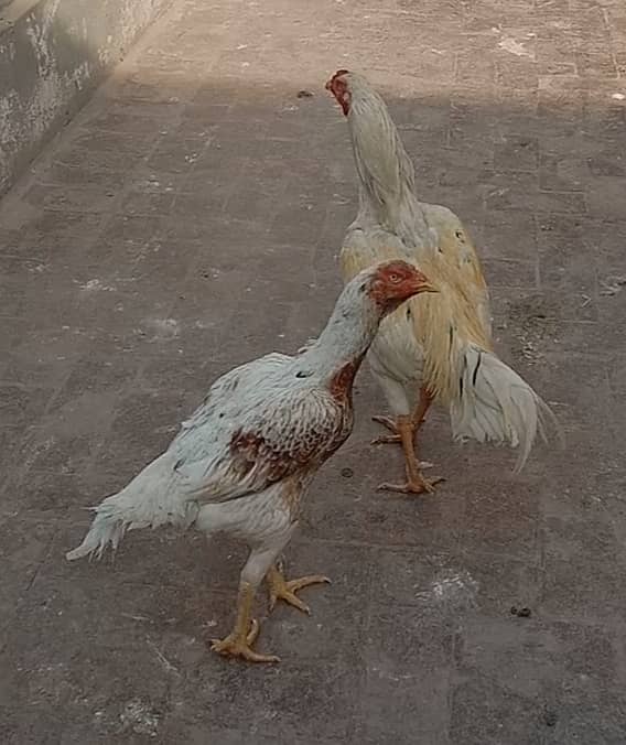 Aseel | Aseel Hens | High Quality Aseel | Hen | Pair

                                                            alt=