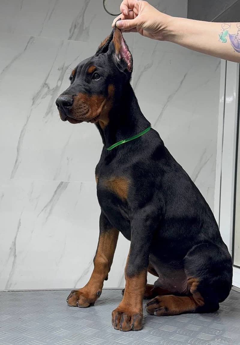 IMPORTED DOBERMAN PINSCHER PUPPIES AVAILABLE FOR SALE

                                                            alt=