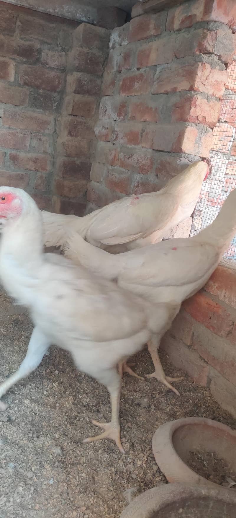 Shamo |  White shamo breeder  | king shamo | shamo breeder / hen

                                                            alt=