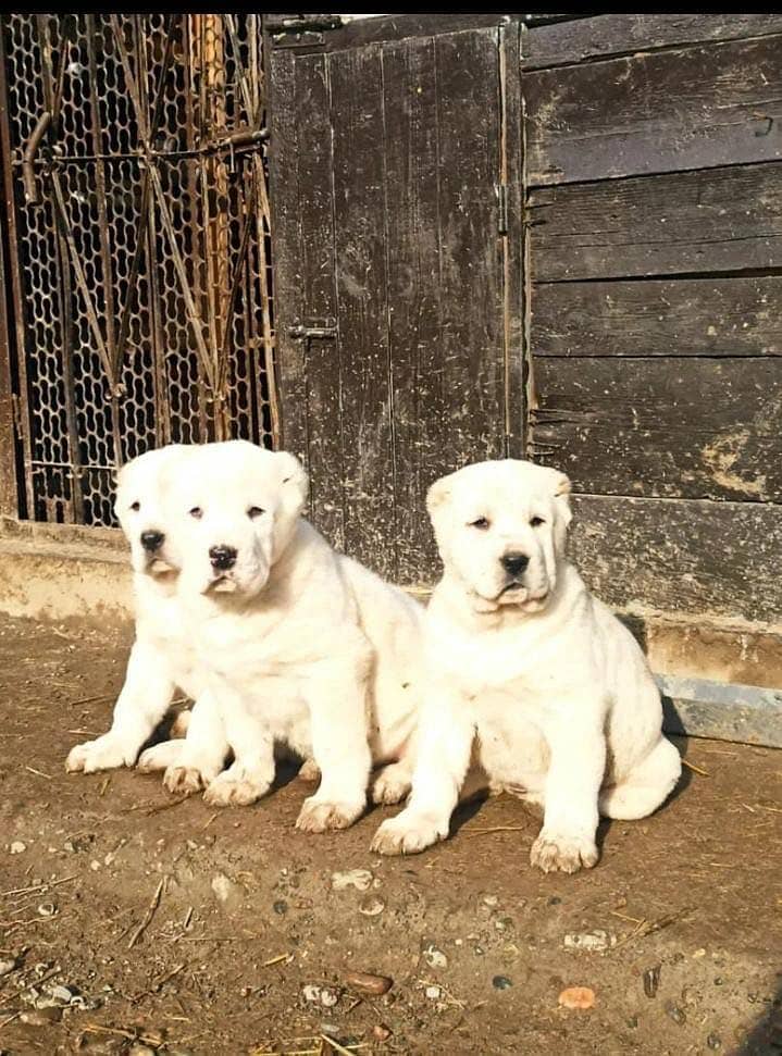 IMPORTED ALABAI PUPPIES | Top Quality | Highly Pedigreed Available

                                                            alt=