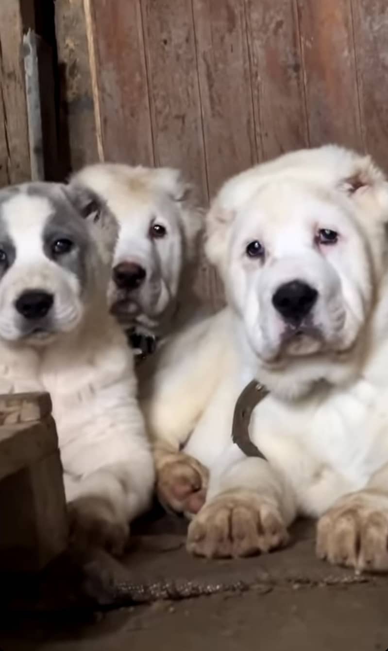 IMPORTED ALABAI PUPPIES - TOP QUALITY - HIGHLY PEDIGREED - AVAILABLE

                                                            alt=