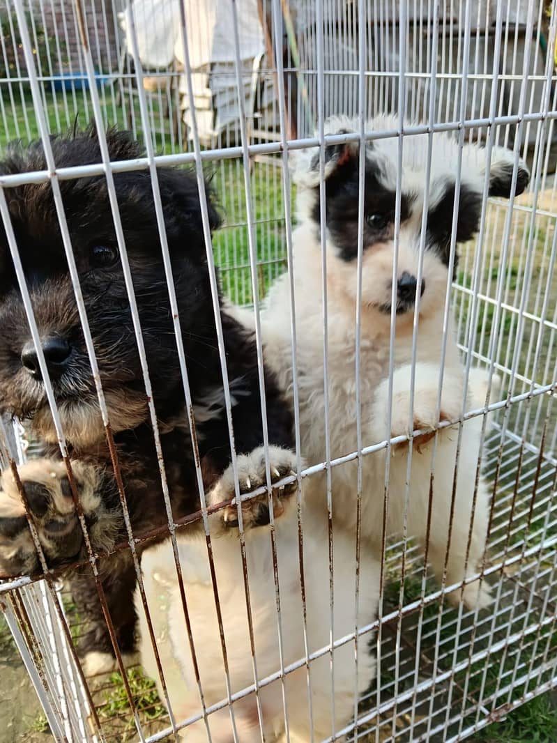 Terrier puppy for sale

                                                            alt=