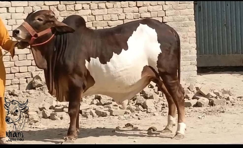 Qurabani Janwar | Cholistani | Ablak | Palai Service | Bachra | Bulls

                                                            alt=