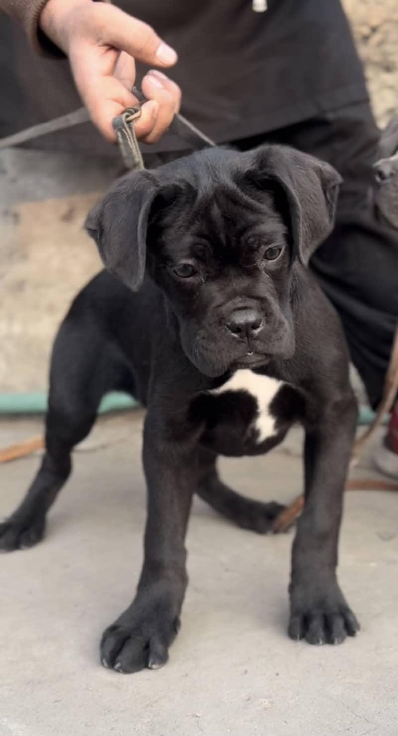 IMPORTED CANE CORSO PUPPY HIGH QUALITY  AVAILABLE

                                                            alt=