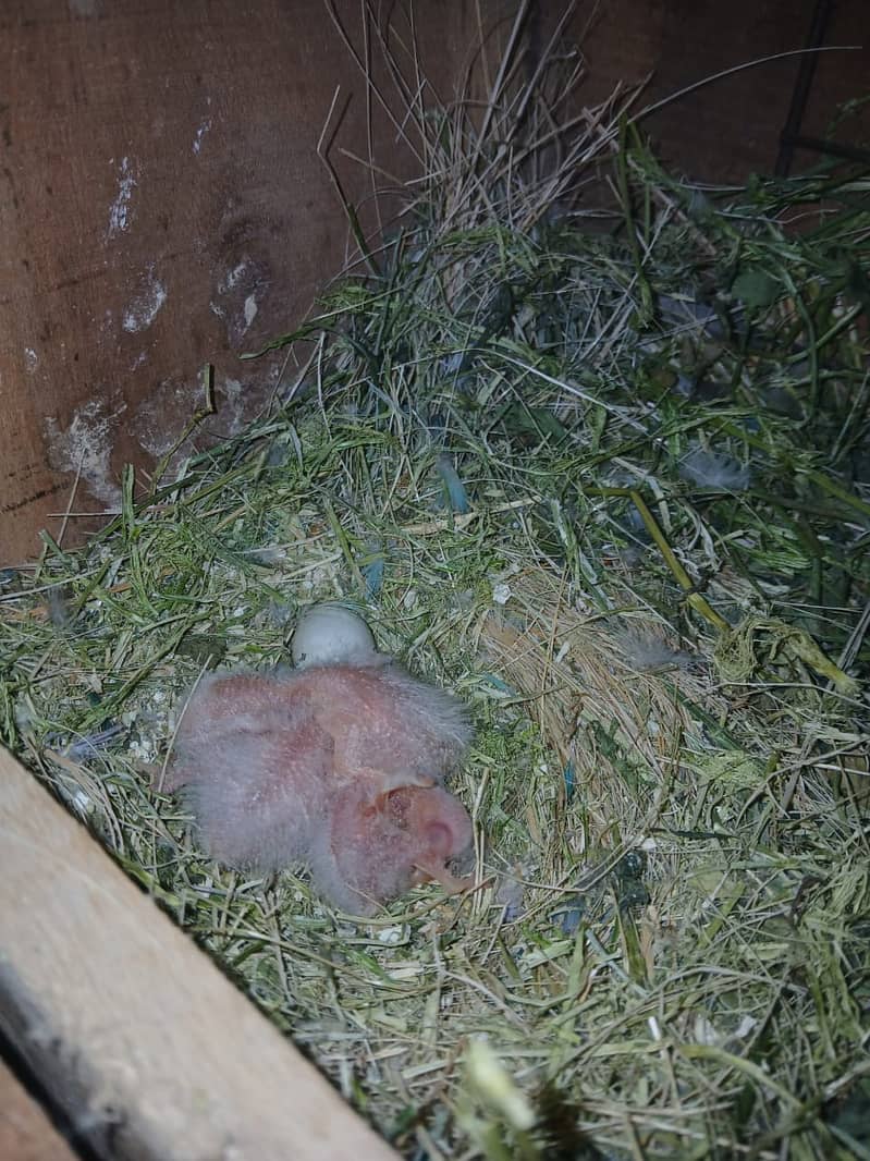 Lovebird complete setup for sale

                                                            alt=