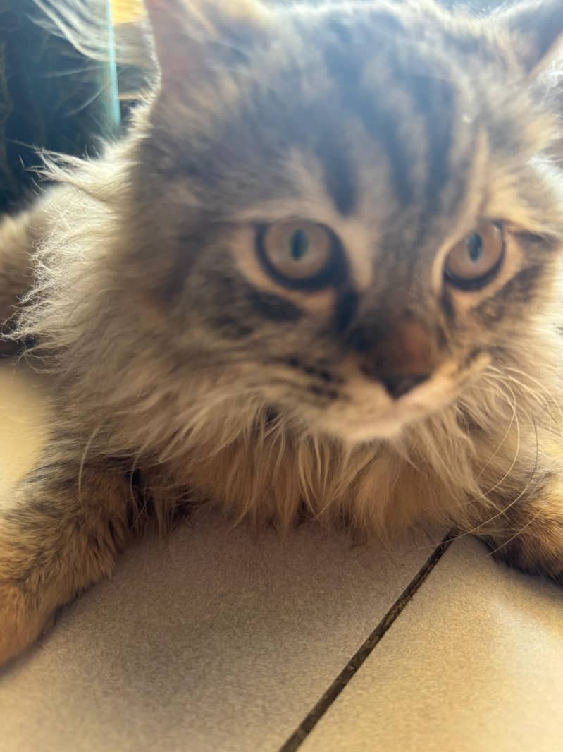 Triple coated Persian female cat doll face

                                                            alt=