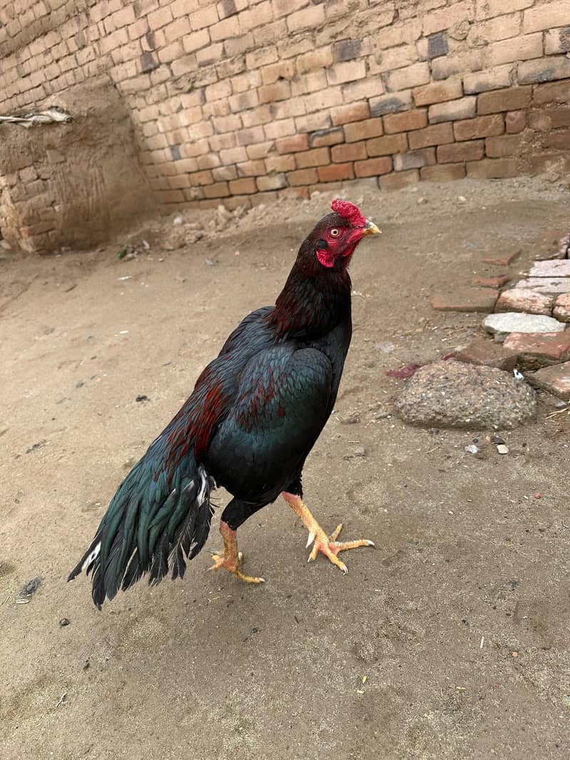 Aseel Mianwali / Mushka Lasai / Aseel / Eggs lying hens for sale

                                                            alt=