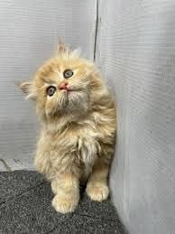 Kittens | Persian Kittens | Triple Coated Kittens For Sale

                                                            alt=