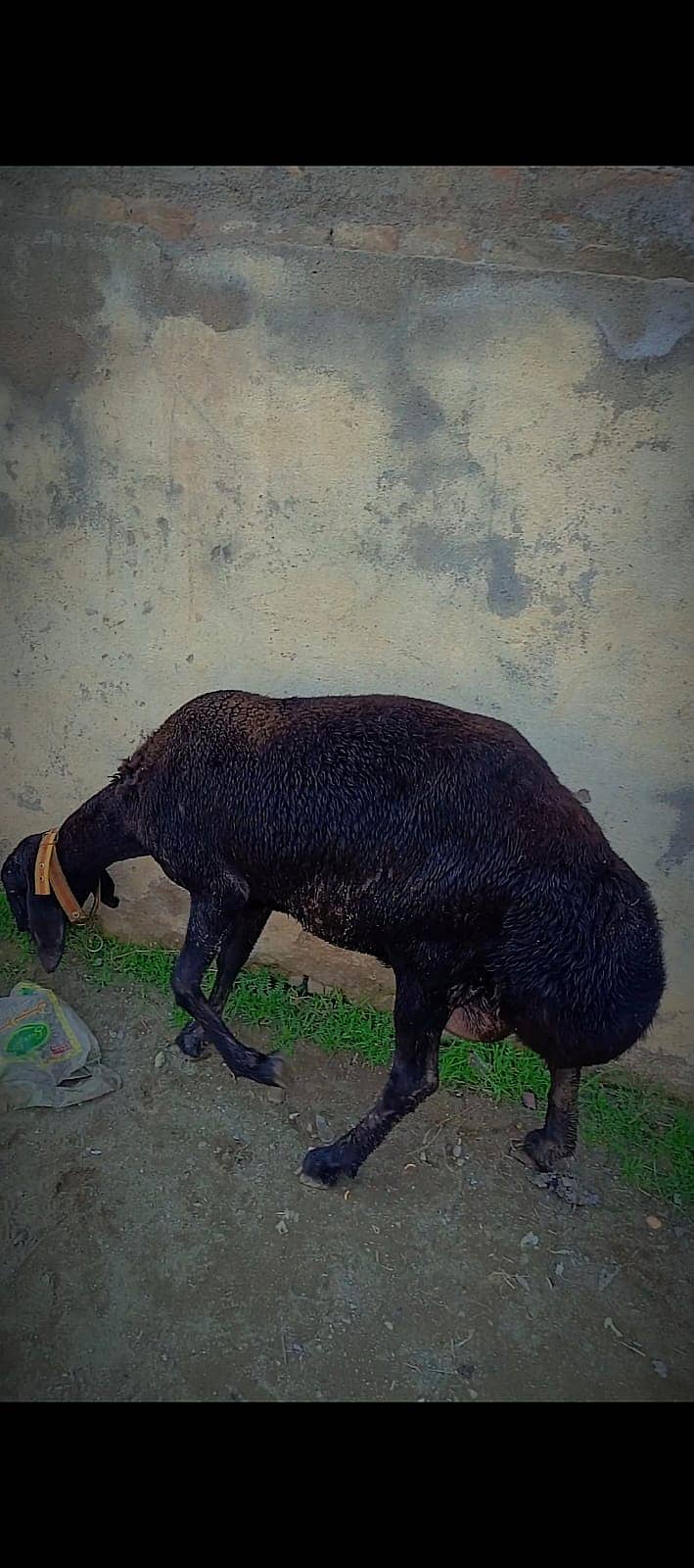 Turkey Dumba | Goat | Sheep | Dumby bacha | Female | For sale

                                                            alt=