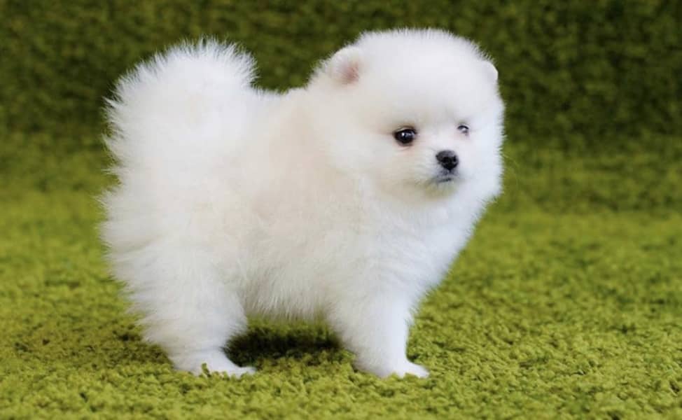 Pomeranian puppies 03111968618

                                                            alt=