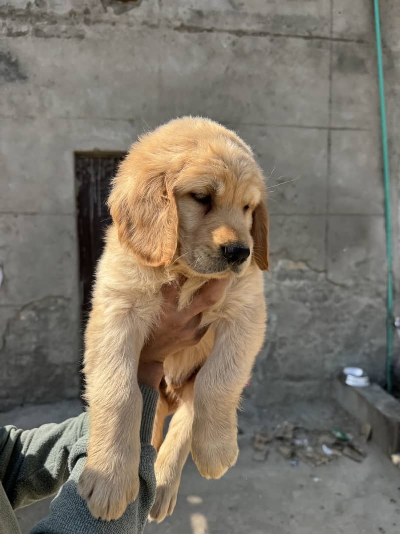 Pedigree Golden Retriever Puppies available

                                                            alt=