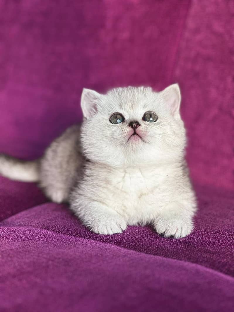 IMPORTED SCOTISH FOLD/ BRITISH SHORTHAIR KITTENS AVAILABLE FOR SALE

                                                            alt=