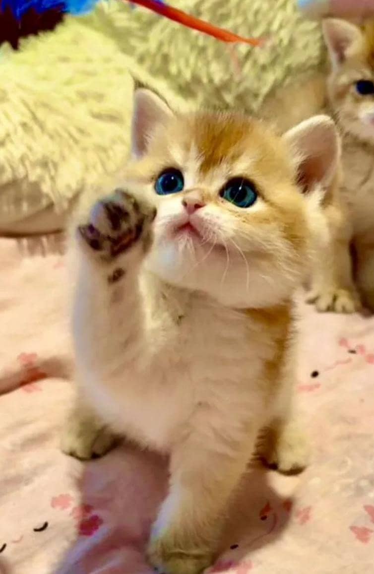 IMPORTED SCOTTISH FOLD/ BRITISH SHORTHAIRS / MAIN COONS CATS AVAILABLE

                                                            alt=