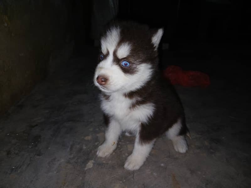 Siberian Husky Puppy | Odd Eyes Husky | Wolly coat | Dog Puppies sale

                                                            alt=