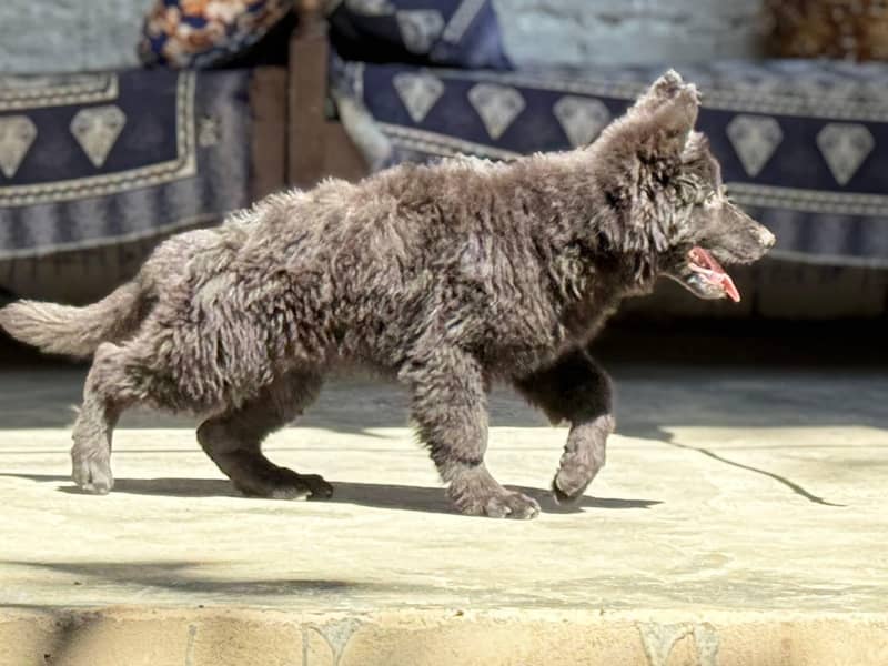 OUTCLASS QUALITY BLACK GERMAN SHEHPERD PUPPY AVAILABLE FOR SALE HERE

                                                            alt=