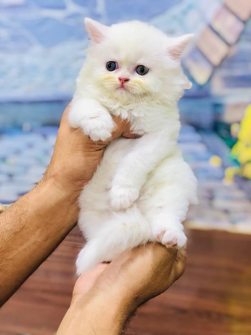 Persian cat and kitten

                                                            alt=