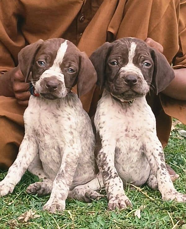 German painter | Pointer puppy | German Puppy For Sale

                                                            alt=