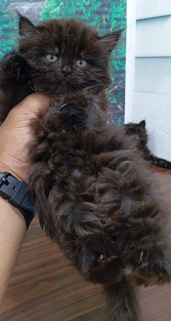 Persian kitten looking for a new cash on delivery available

                                                            alt=