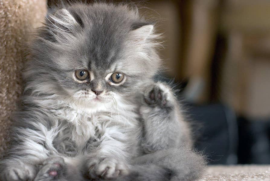 Cash On Delivery High Quality Persian Kittens or Persian Cat Babies

                                                            alt=