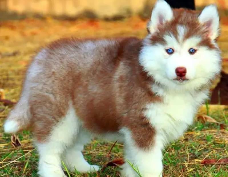 Siberian husky puppy

                                                            alt=