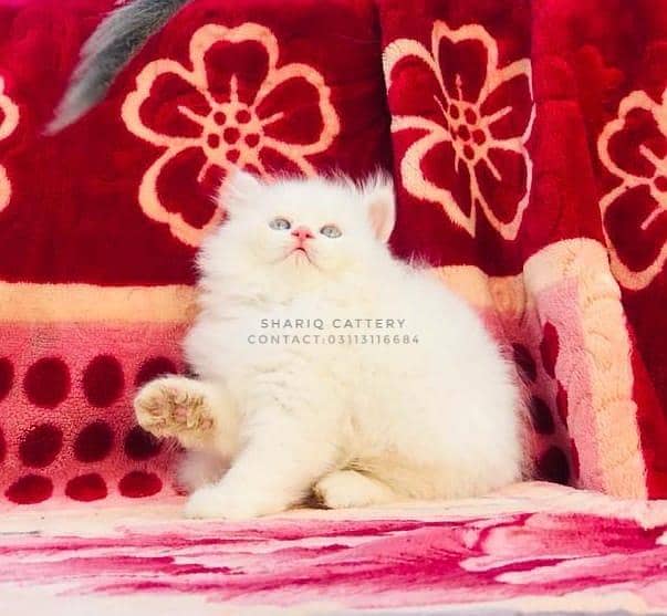 All types of quality in persian

                                                            alt=