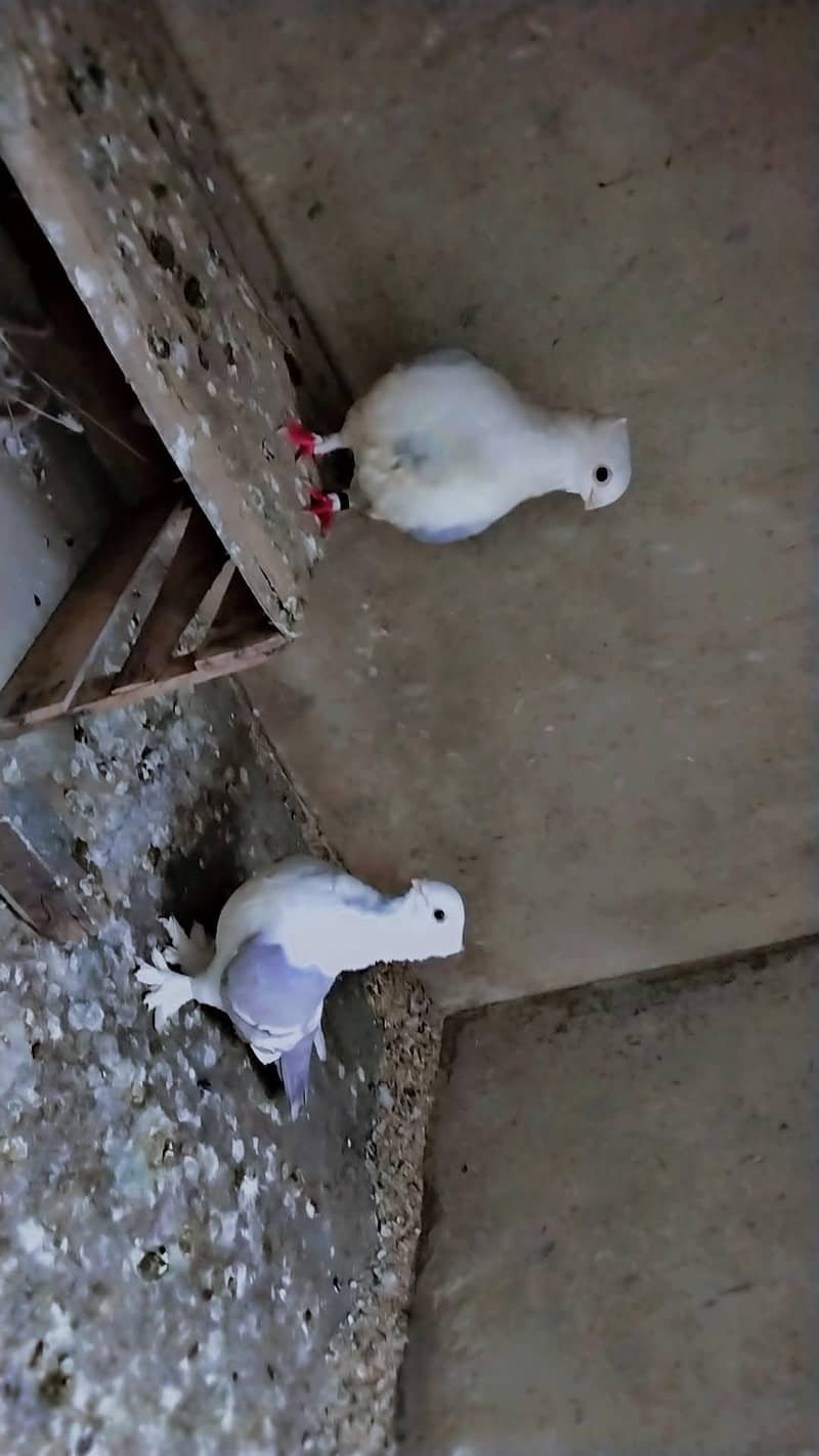 German Tie Breeder pair Four sale

                                                            alt=