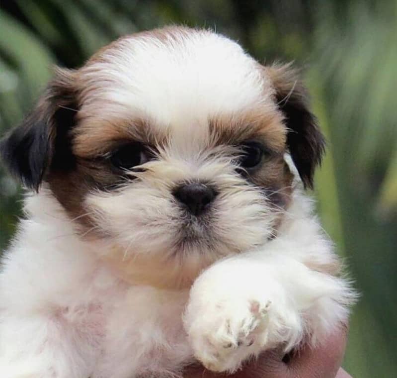 Top Quality Shihtzu Puppy

                                                            alt=
