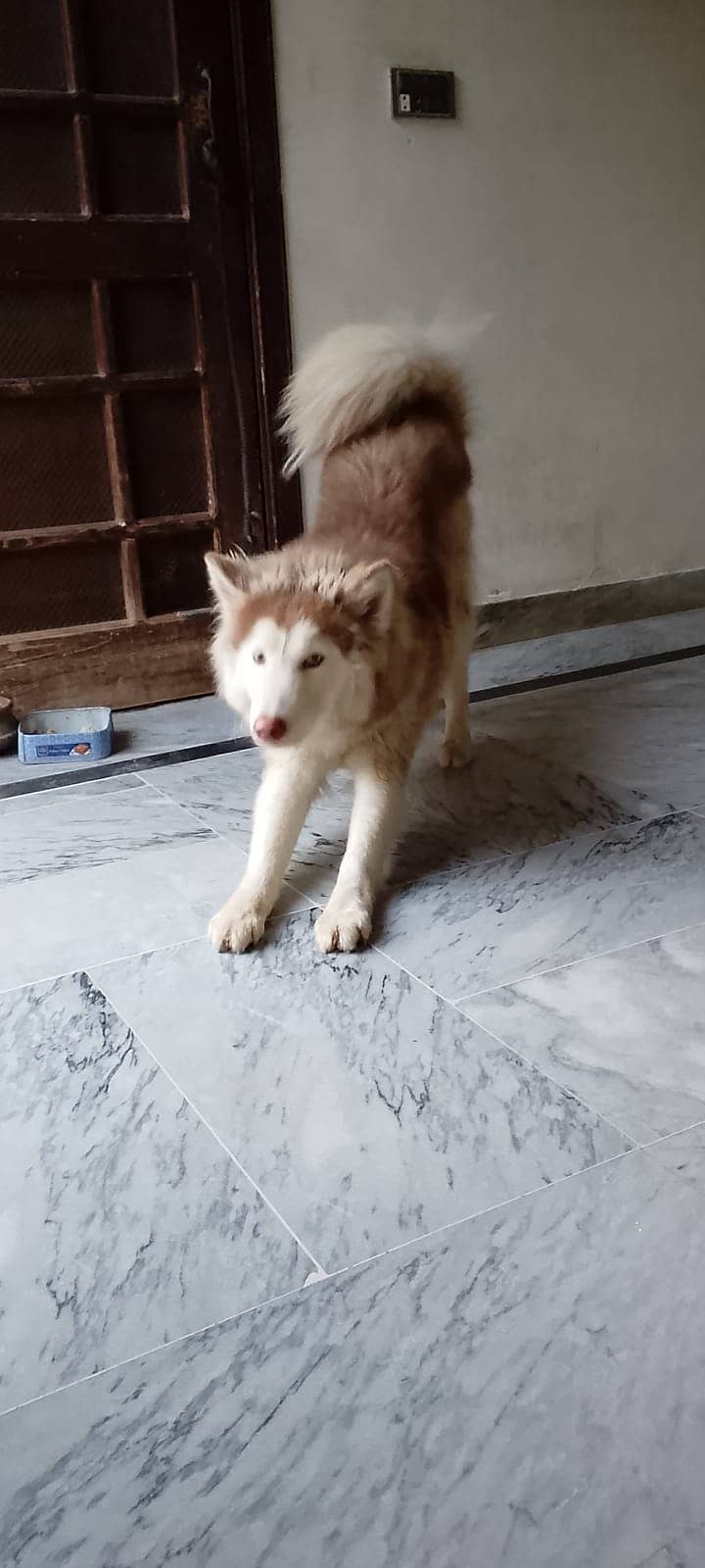 Siberian Husky | Wolly coat | Brown White Husky | Male Dog | For sale

                                                            alt=