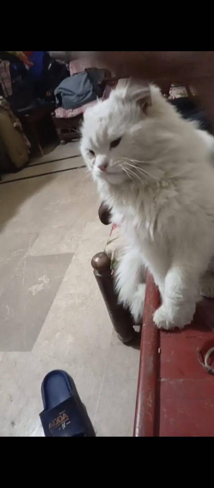 Persian cat

                                                            alt=