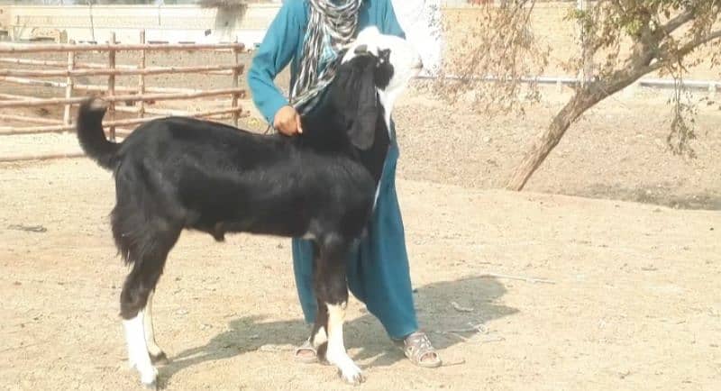 qurbani ke liye bakra for sale call_"03033477978

                                                            alt=