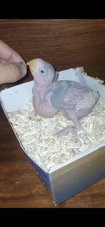 Raw chickx available

                                                            alt=