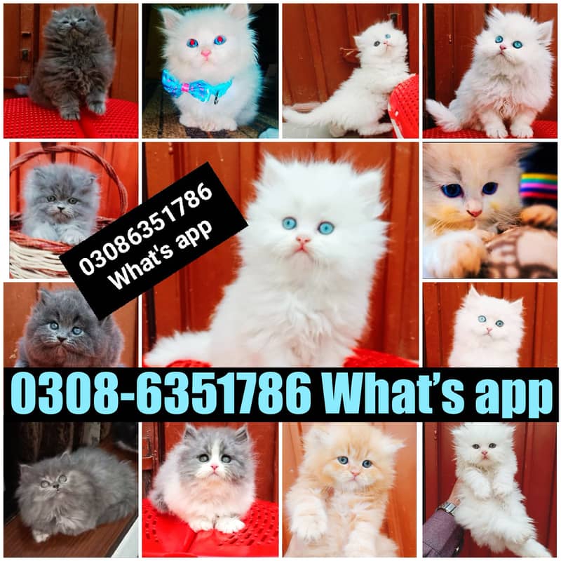 High Quality Persian Breed Energetic kittens

                                                            alt=
