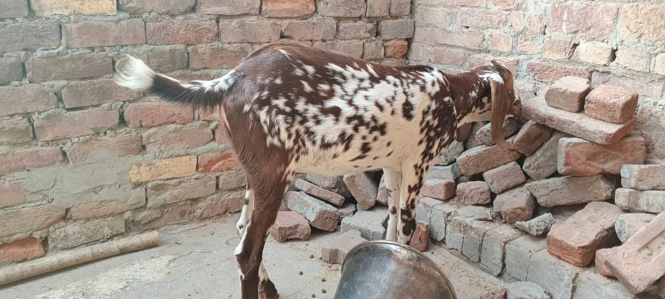 makhi cheena bakra| pragnent Goat| Qurbani 2026|desi bakra| بکری

                                                            alt=