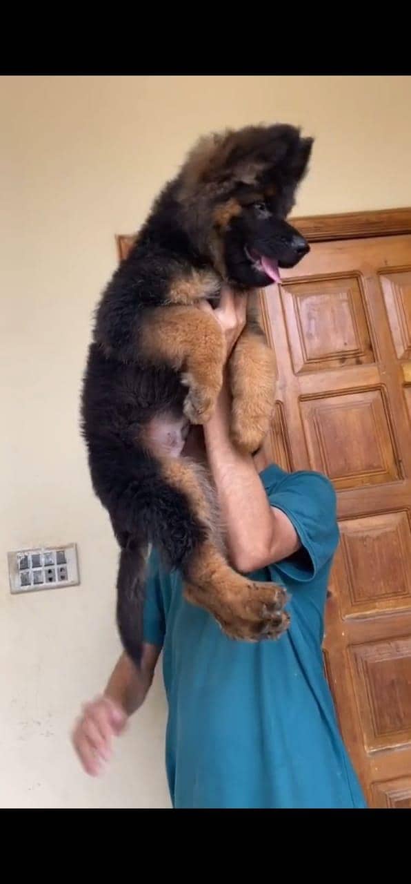 Quality German shepherd puppies contact  Whatsapp 0343 2455191

                                                            alt=
