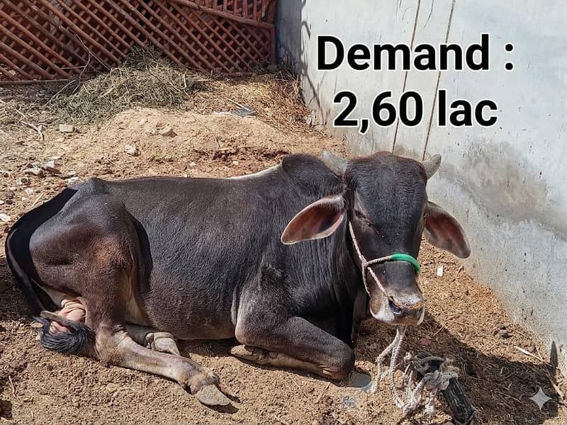 Qurbani 2026 | 2 Dant bachra | qurbani janwar| bachra for sale

                                                            alt=