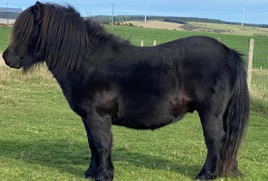 Amercian Pony Horses  Champion bloodline available for import

                                                            alt=