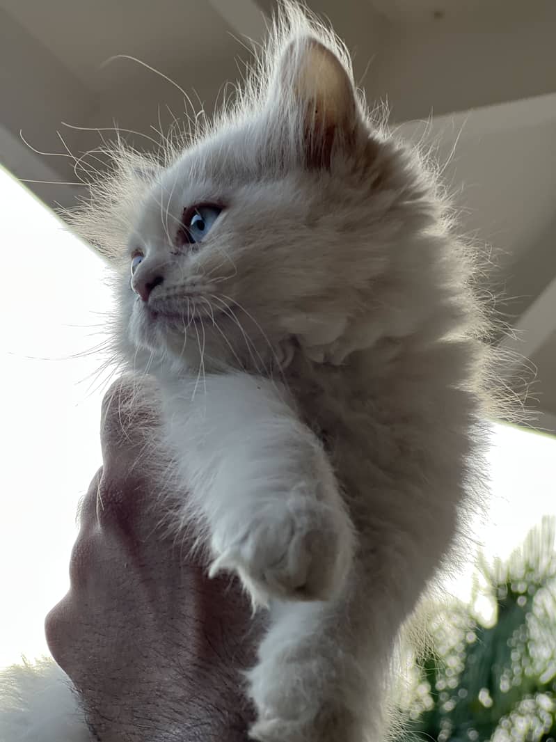 Persian kitten

                                                            alt=