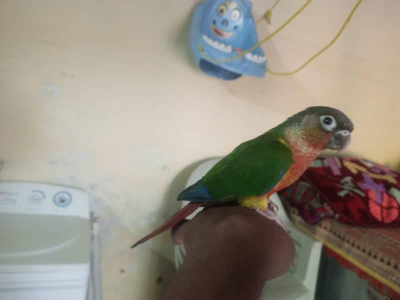 fly tame hand tame conure for sale

                                                            alt=