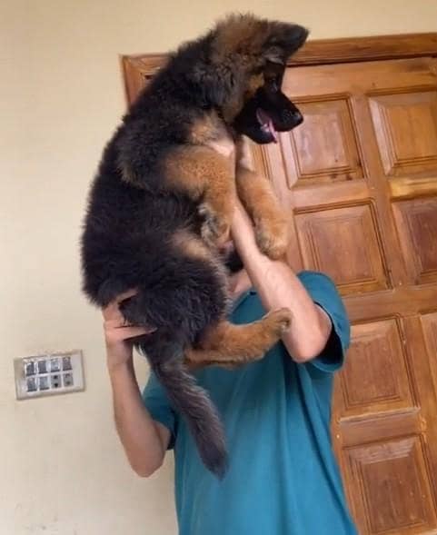 Long coat German Shepherd . 03444815864. WhatsApp

                                                            alt=