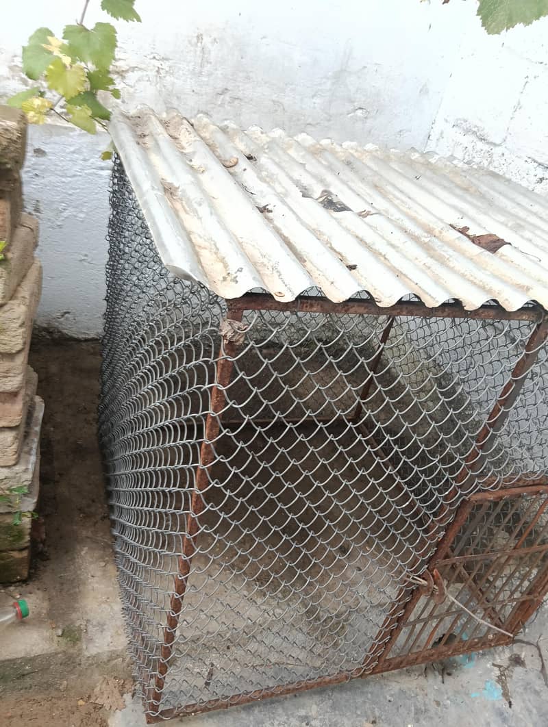 Hen Cage (Pinjara) for Sale

                                                            alt=