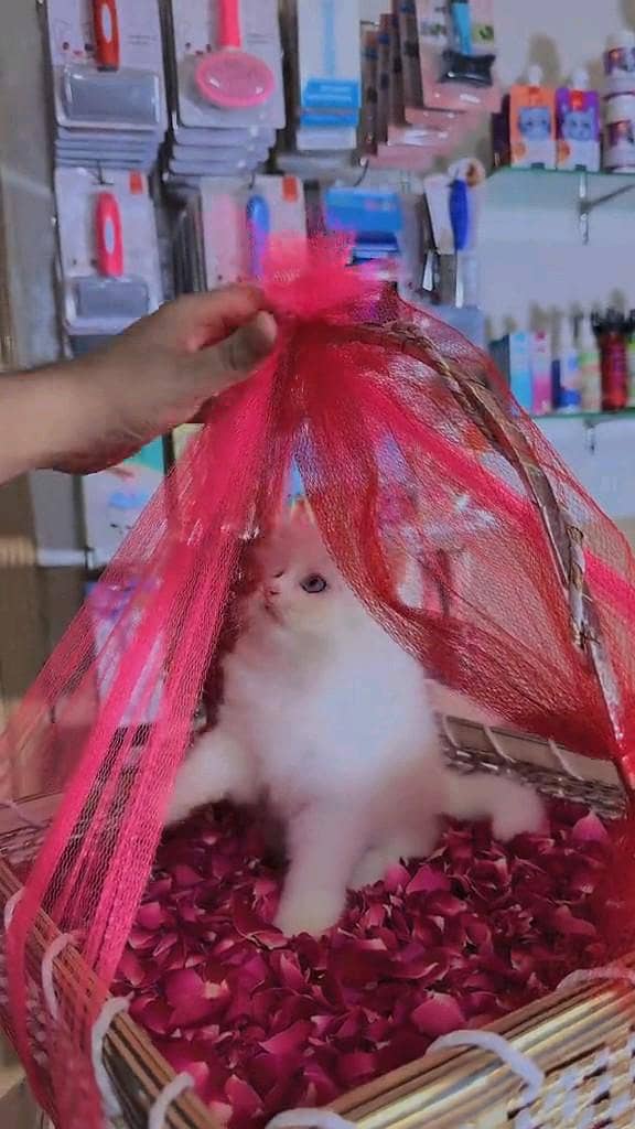 Quality Persian panch face cat and kitten WhatsAp 03401430037

                                                            alt=