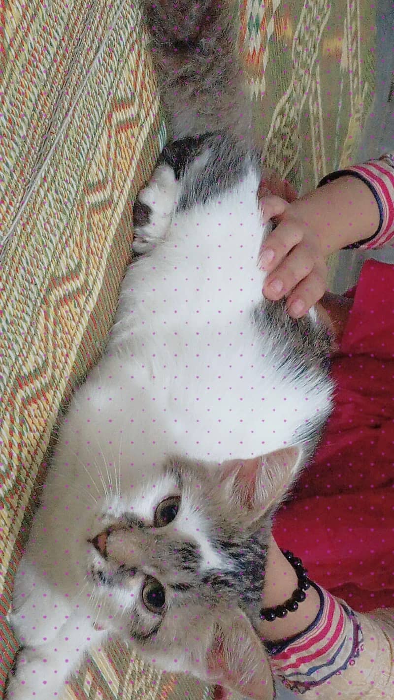 American cat Hain hum na Lahore sya bhr Jana Hain is lya sale kr Raha

                                                            alt=