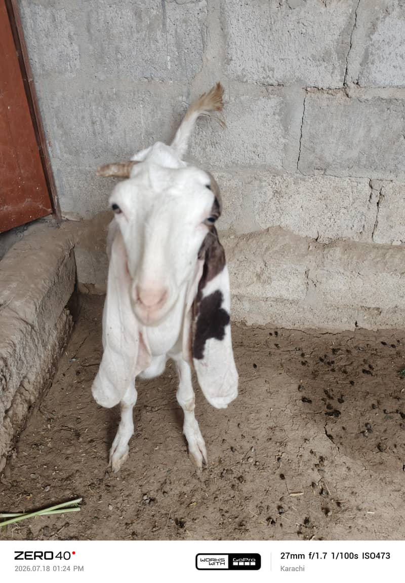 bakri | teddy | burberry teedy goat for sale | desi bakri

                                                            alt=