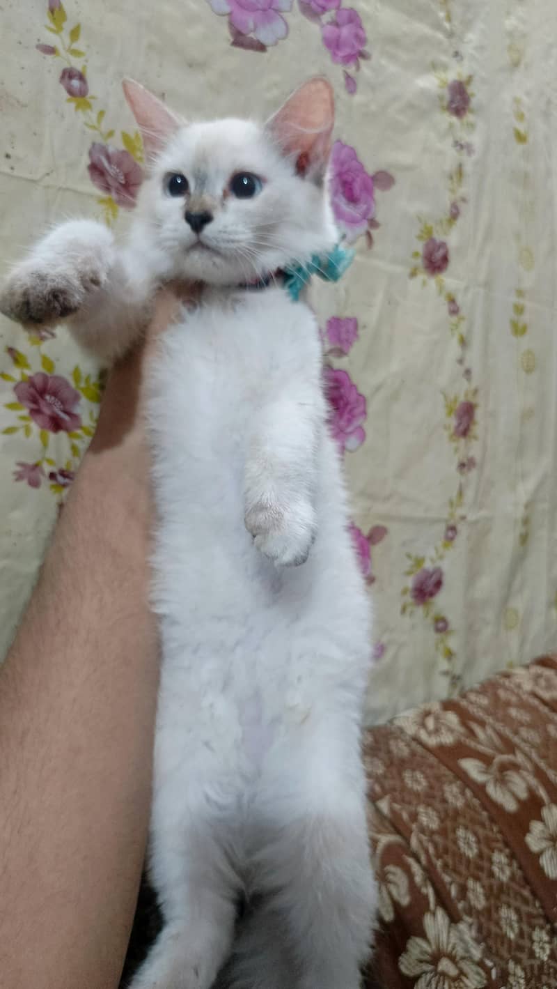 Himalayan kittens for sale

                                                            alt=