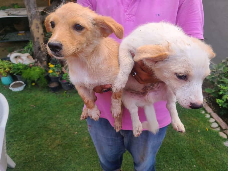 Russian Zero Size Puppies Available | Home Raised | Healthy

                                                            alt=