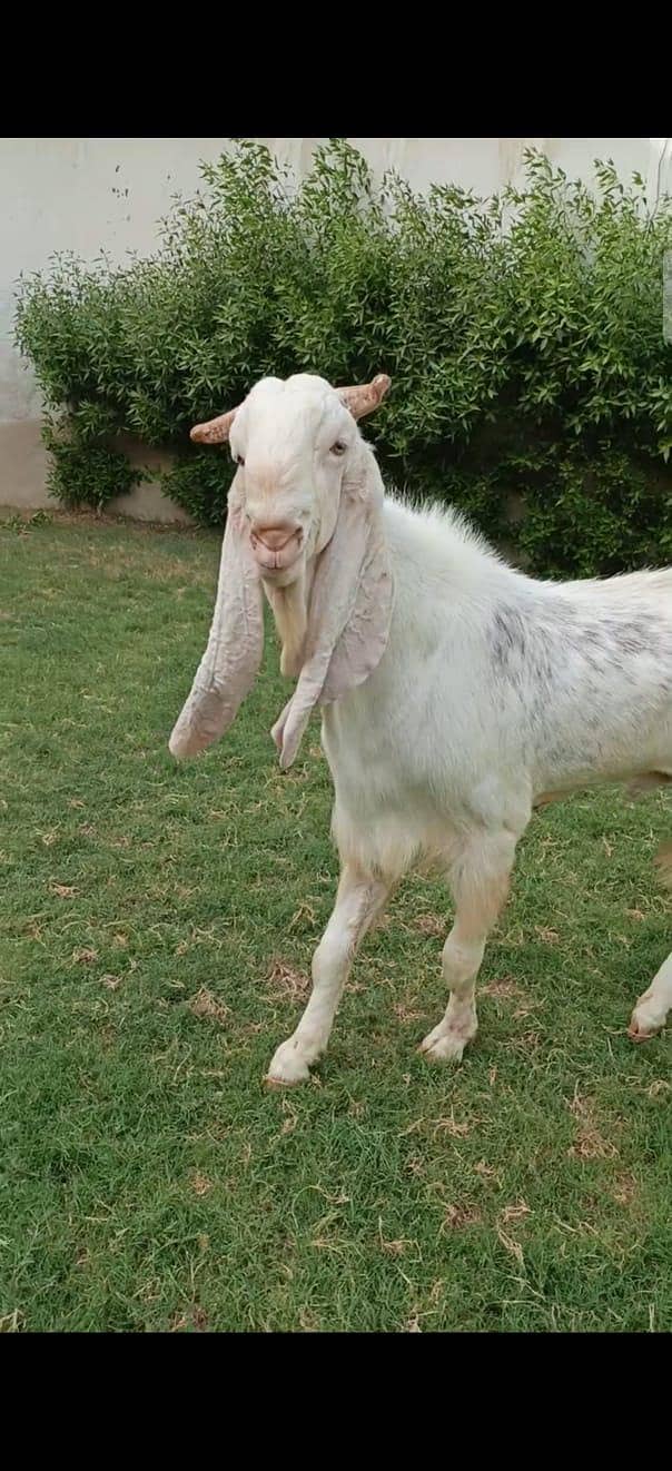 gulabi bakra 4 dant 03102067687

                                                            alt=