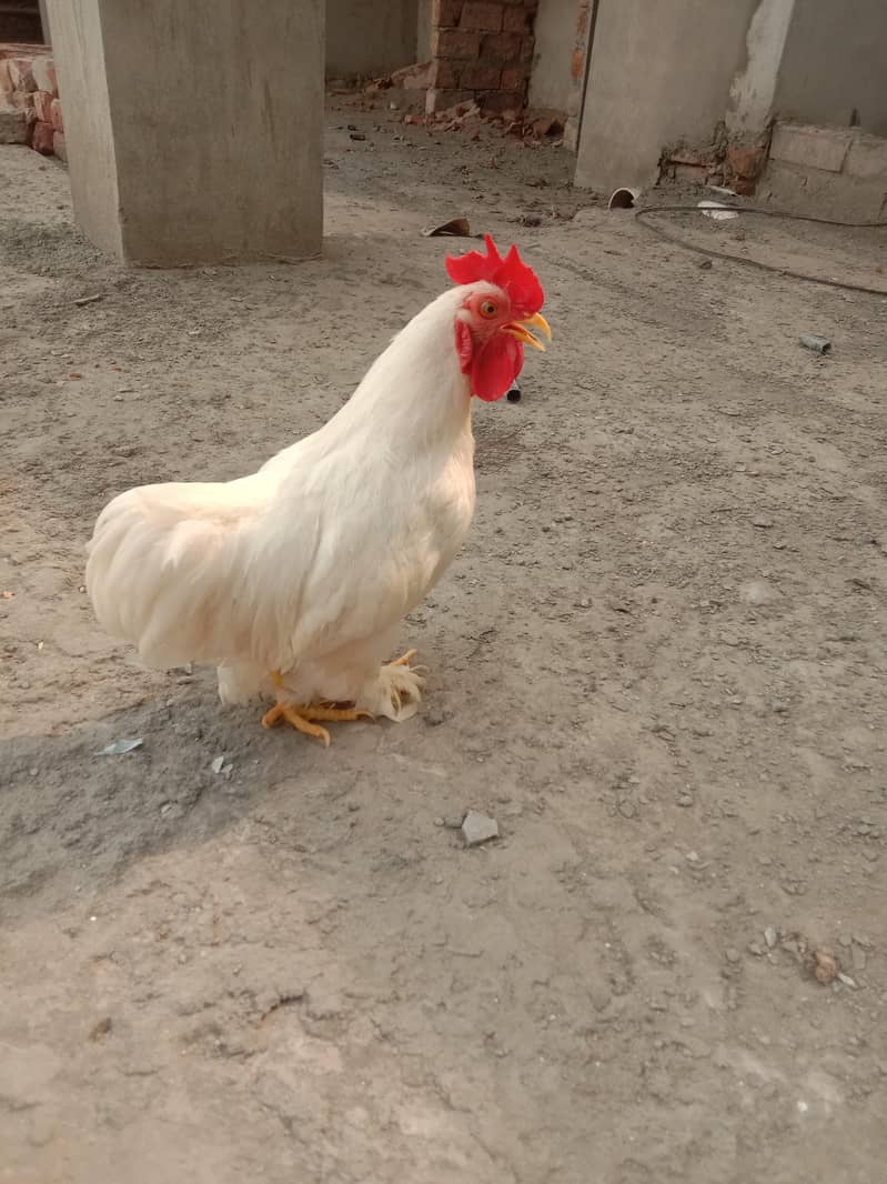 Pure Paper White BANTAM high quality Breeder male For Sale

                                                            alt=